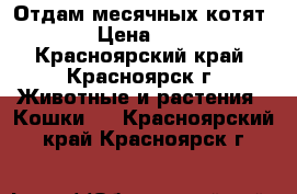 Отдам месячных котят › Цена ­ 1 - Красноярский край, Красноярск г. Животные и растения » Кошки   . Красноярский край,Красноярск г.